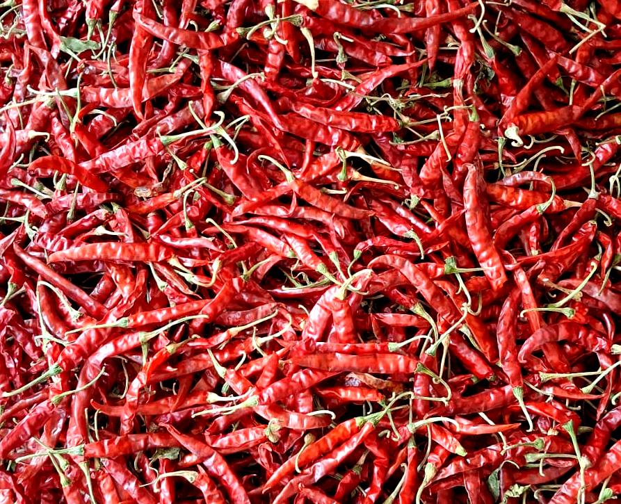 High pungency red chillies for export processing